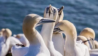 《鲨鱼侠》复兴：这部终极《忍者神龟》山寨剧值得再次回归